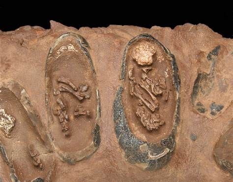 Fossilized dinosaur eggs found preserved with babies still inside : r ...