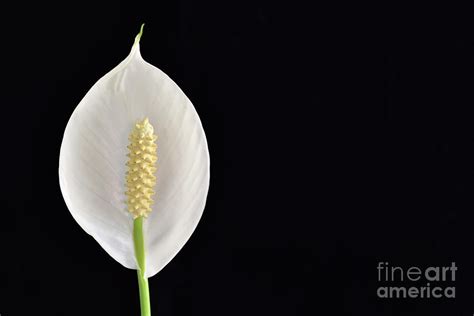 Peace Lily, Close up beautiful single white Peace lily flower Pyrography by Nihal Kahraman ...