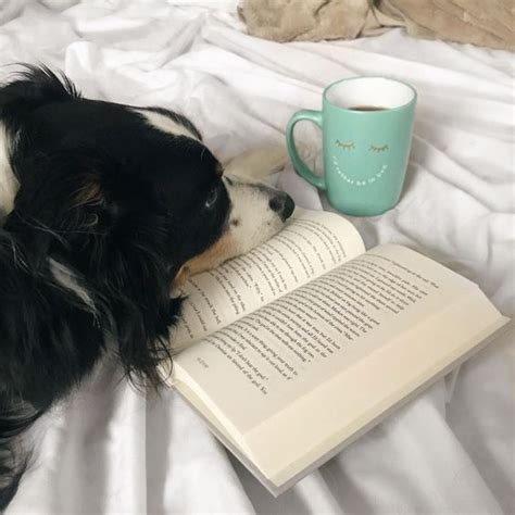 20 Dogs That Are Totally Into Reading Books | Animal books, Dog books, Coffee and books