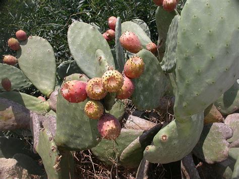 Prickly Pear Cactus Propagation | Christina's Plant Propagation Page