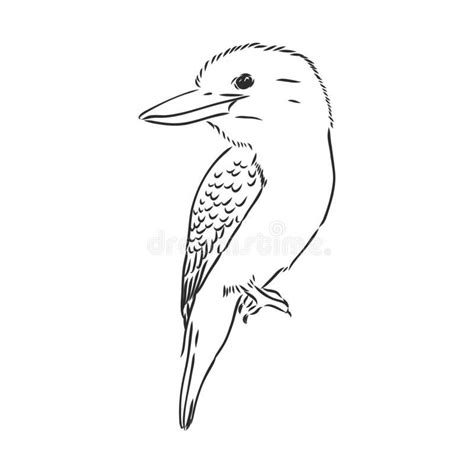 Black Outlined Kookaburra Bird-vector Drawing, Kookaburra Vector Sketch ...