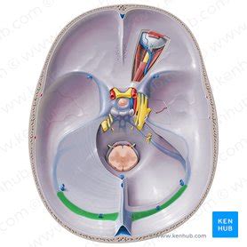 Transverse sinus: Anatomy and clinical notes | Kenhub