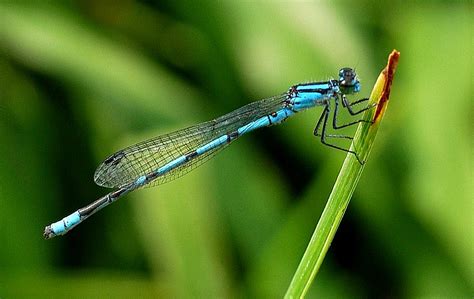 Broad Winged Damselfly 2 | Damselflies are a little smaller … | Flickr