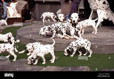 Movie 101 Dalmatians (1996) 1996 Wallpaper