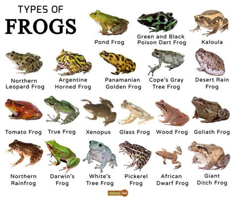 Frogs Facts, Types, Lifespan, Classification, Habitat, Pictures | Types ...