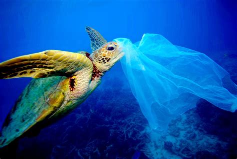 With SB54, “California is righting the ship,” leading U.S. out of ocean plastic pollution crisis ...