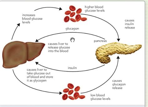 Blood glucose - Biology Notes for IGCSE 2014