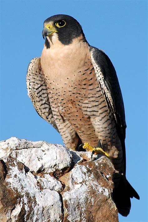 HawkQuest Anatum Peregrine Falcon (Male)