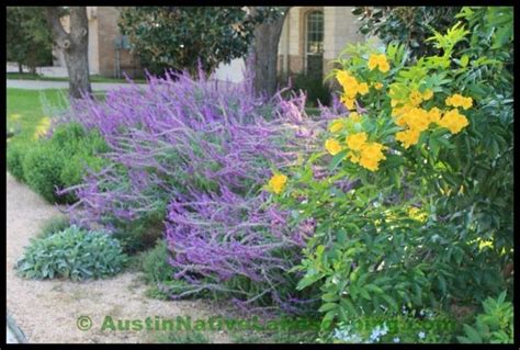 Texas_native_plants_drought_tolerant_grass.jpg (800×540) | Drought ...