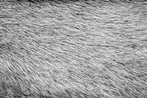 Texture from Fur of Gray Color Stock Photo - Image of gray, nature: 43663178