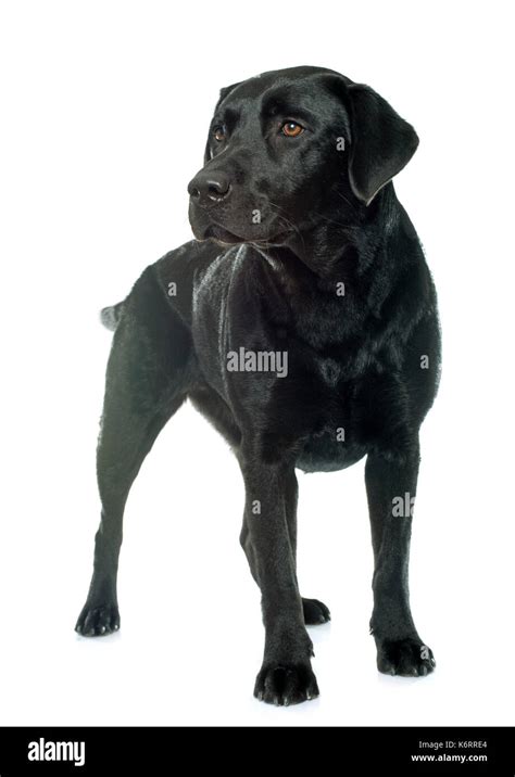 Black Lab Dog Female