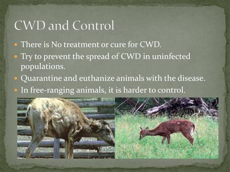 PPT - Chronic Wasting Disease (CWD) PowerPoint Presentation - ID:2454895