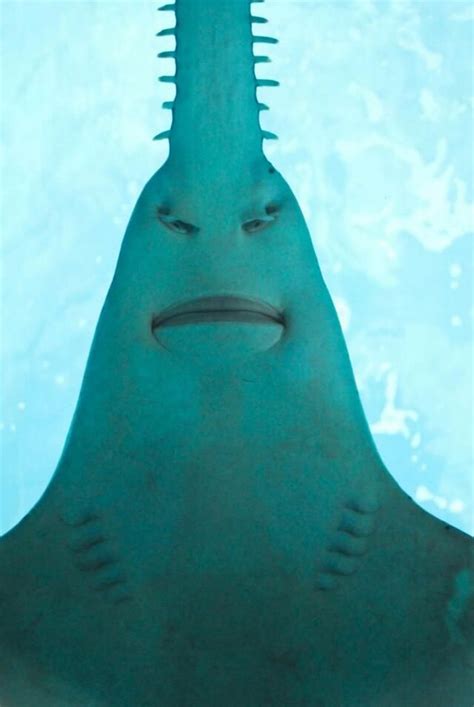 The underside of a Sawfish - Meme Guy