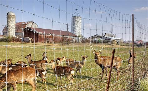 How Tall Should A Deer Fence Be? | Informed Farmers