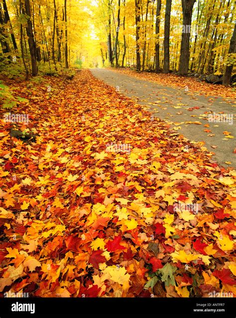 Atmospheric country lane hi-res stock photography and images - Alamy