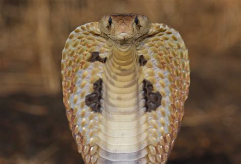 cobra wallpapers hd - Buscar con Google | Cobra | Pinterest | Reptiles ...