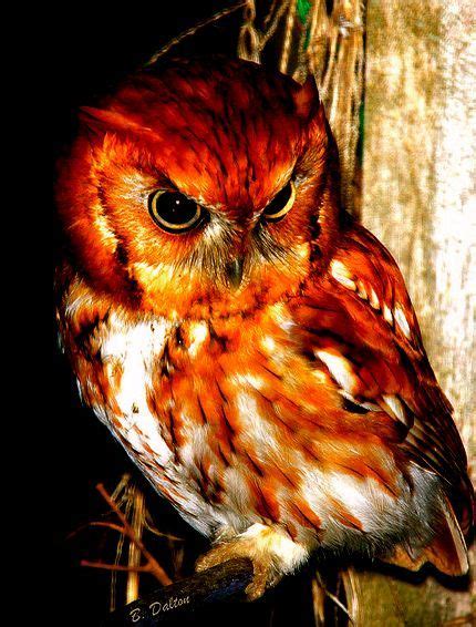 Red Owl. It is also known as the Madagascar Red Owl, Madagascar Grass ...