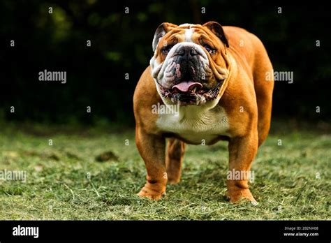 How To Get English Bulldog Bigger