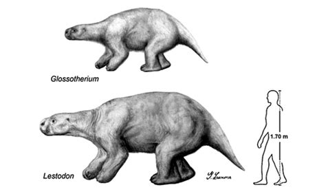 Fossil evidence of frequency range of hearing independent of body size in South American ...