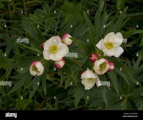 swiss glacier crowfoot Stock Photo - Alamy