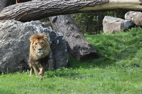 Zoo Duisburg: Löwen ziehen in neues Gehege ein - Zoo Duisburg