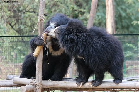 Siblings grab for honey on bamboo log | Sloth bear, Mammals, Black bear