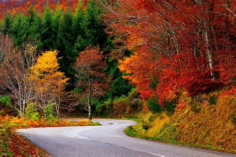 path, Forest, Autumn, Fall, Road, Leaves, Trees, Colorful, Nature ...