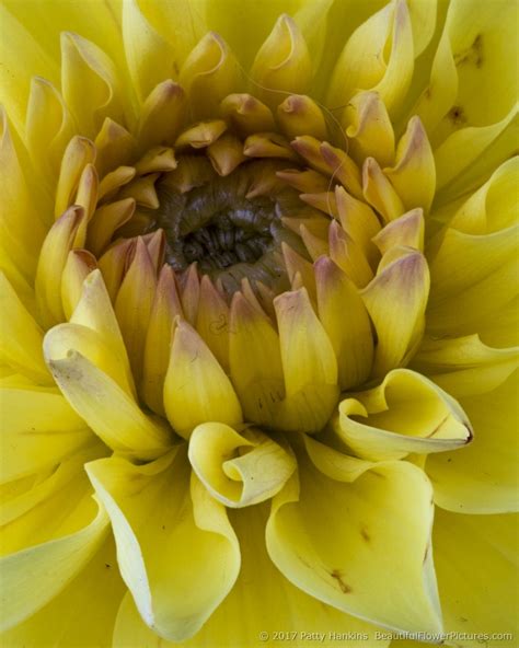 In the Studio: A Few Yellow Dahlias :: Beautiful Flower Pictures Blog