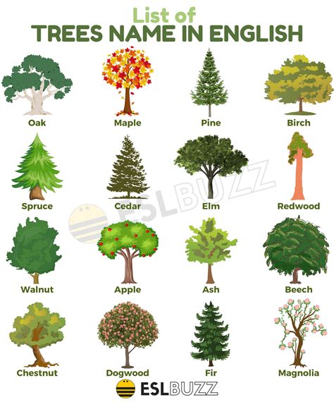 Tree Names: List of Names of Trees in English - ESLBUZZ