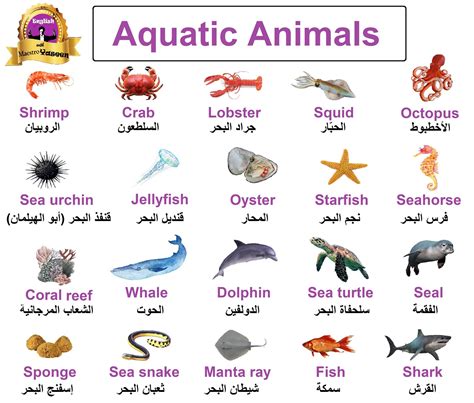 Arabian Sea Animals