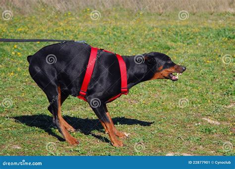 Dangerous Doberman Stock Image - Image: 22877901