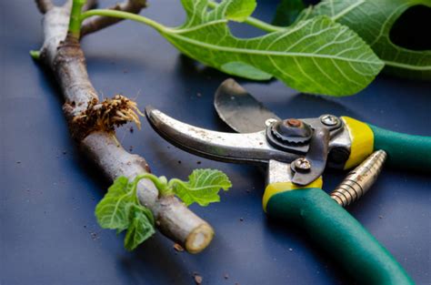 40 Plants To Propagate From Hardwood Cuttings & How To Do It