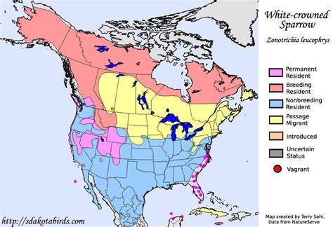 White-crowned Sparrow - Species Range Map