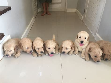 Golden Retriever Puppies Newborn to 12 weeks time-lapse video | Dogs ...