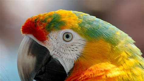 Parrot Macaw Wallpaper,HD Birds Wallpapers,4k Wallpapers,Images ...