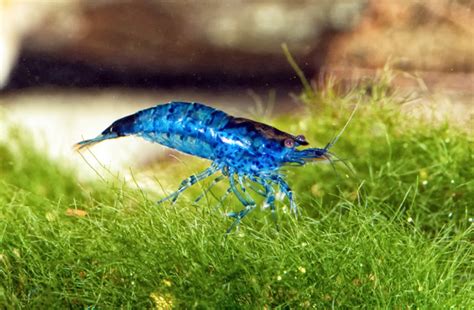 Freshwater Blue Rili Shrimp for sale at Arizona Aquatic Gardens