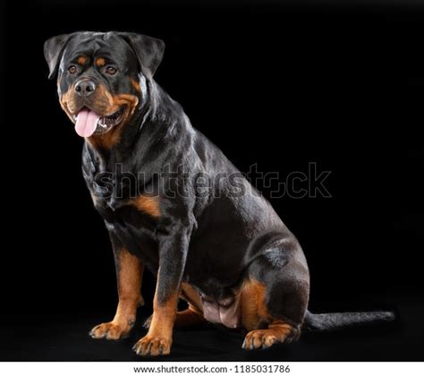 5,974 Rottweiler Black And White Stock Photos, Images & Photography | Shutterstock