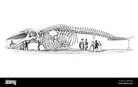 Killer Whale Skeleton Diagram