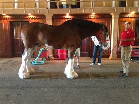 Free photo: Clydesdales Farm - Animal, Clydesdale, Farm - Free Download ...