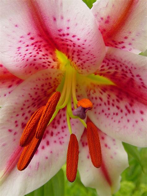 pink stargazer lily 3 Free Photo Download | FreeImages