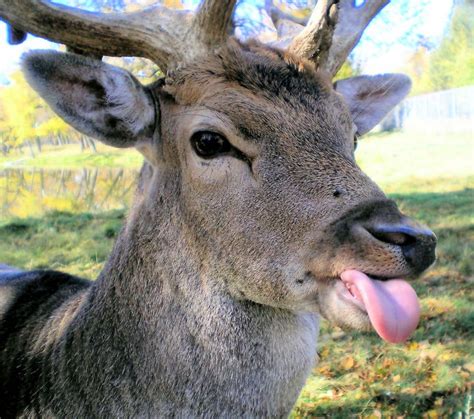 Portage La Prairie | Cute animals, Deer, Animals