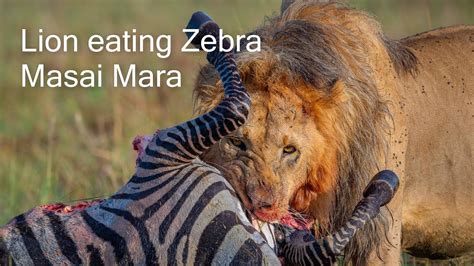 Lion eating Zebra. Masai Mara, Kenya. - YouTube