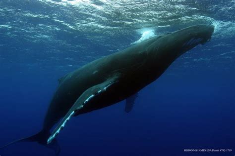 First humpback whale of season spotted off Kauai - West Hawaii Today