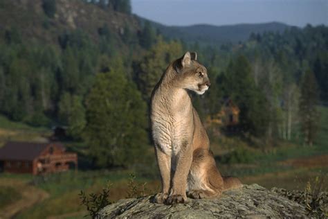 Cougar (Mountain Lion) Habitat - Animal Sake