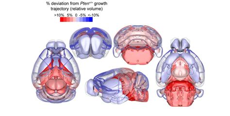 UF Scripps Researchers’ Work Illuminates Relationship Between Brain Structure and Behavior in ...