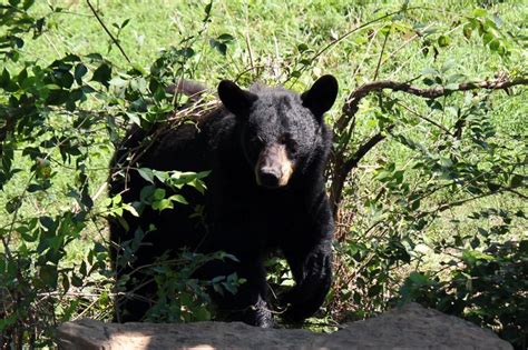 Big Predators Return to Kansas: Black Bears – Homestead on the Range