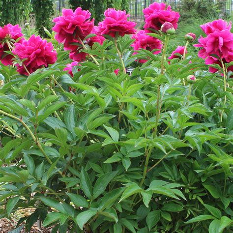 Garden Design and Peony Planting — Peony's Envy