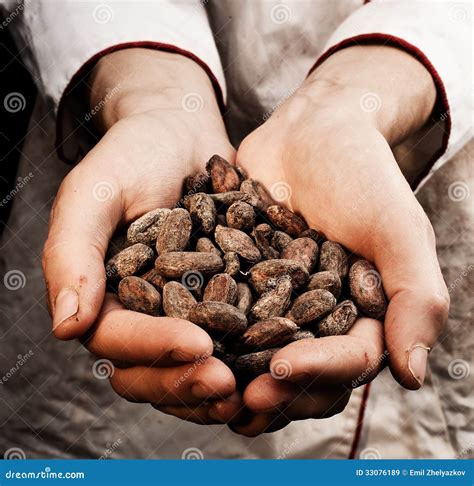 Cocoa Seeds Royalty Free Stock Images - Image: 33076189