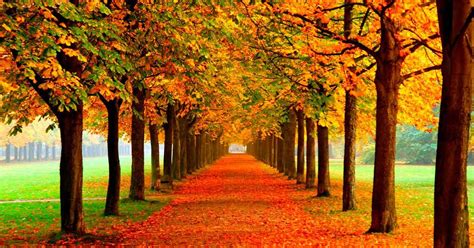 Folyadék eszik barázdál imagenes de otoño para escritorio Szerződést kötött Észlelés a semmi közepén