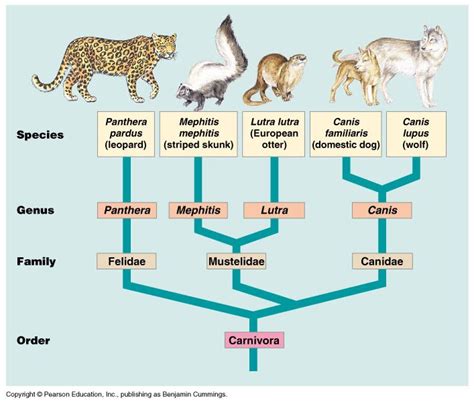 Topic 5.3: Classification of Biodiversity - AMAZING WORLD OF SCIENCE WITH MR. GREEN